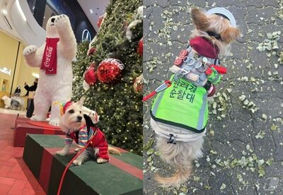 独居老人と死に別れた愛犬…韓国・新たな家族とともに「ペットのパトロール隊」で活躍