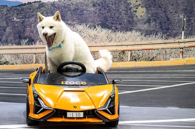 Japan's largest international pet fair held in Tokyo