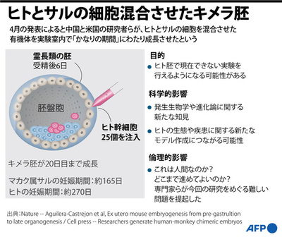 【図解】ヒトとサルの細胞混合させたキメラ胚 有用性と懸念