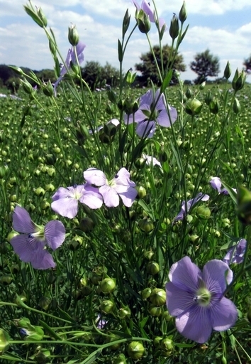 リトアニアの春を象徴する青い花、消滅の瀬戸際