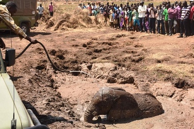 沼にはまった3頭のゾウ、村人ら6時間かけて救出