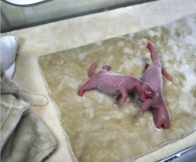 四川のジャイアントパンダ「慶賀」が双子を出産 3度目の出産