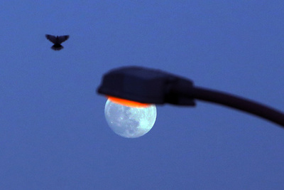 【今日の1枚】「今日の街灯はやけに明るいな」