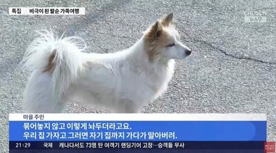 韓国旅客機事故で亡くなった高齢夫婦…残された愛犬、飼い主を待ち続ける