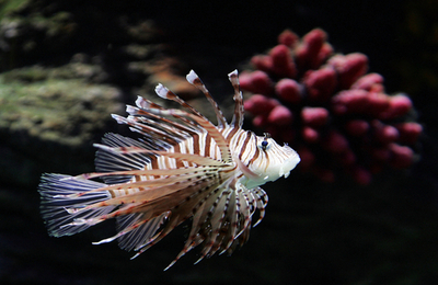 UAEで最新式の水族館オープン