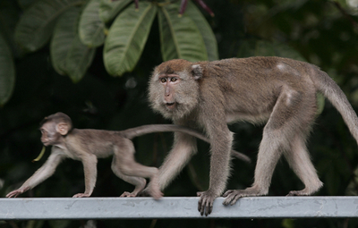 マレーシア政府、サルの食用輸出を断念
