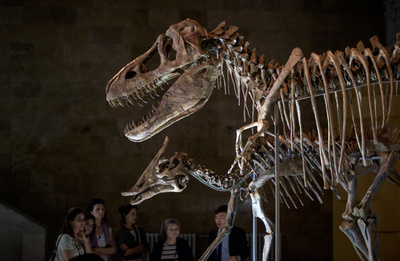 恐竜の進化史書き換えか 「革命的」新系統樹、英チームが発表