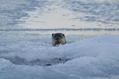 【今日の1枚】世界遺産の海からひょっこりこんにちは フィンランド