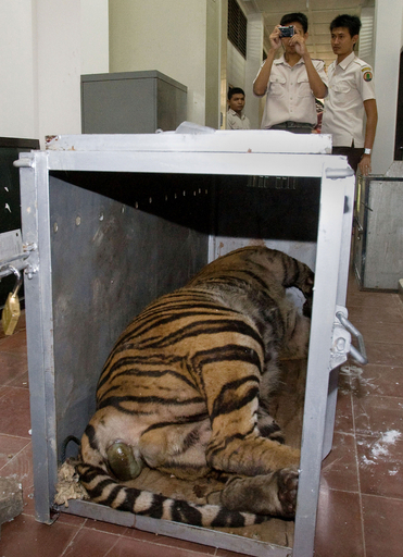 空輸中の希少種トラ、乗客の「臭い」との苦情で送り返され死ぬ