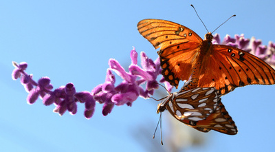 愛を囁くチョウの舞い、米国