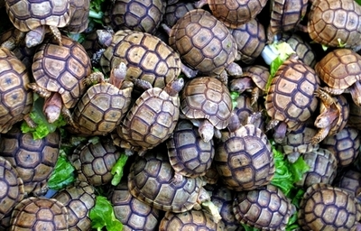 「のろい解く」儀式で女性に性的暴行、被告2人の保釈認められず 豪