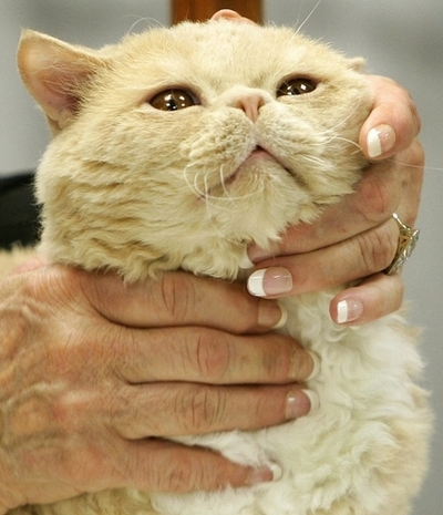 米マイアミの連続ネコ惨殺事件、犯人は18歳少年