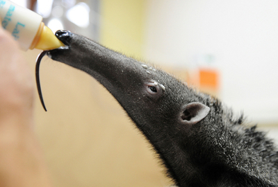 オオアリクイの赤ちゃん、フランスで人気