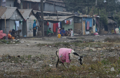 ヤギを性的虐待し死なせる、男8人を指名手配 インド