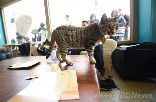 全米初の猫カフェに1日500人殺到 Nyで4日間だけ開店 写真18枚 ファッション ニュースならmode Press Powered By Afpbb News