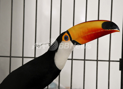 野生動物を自然に返すブラジルの保護センター 写真12枚 ファッション ニュースならmode Press Powered By Afpbb News