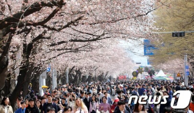 汝矣島（ヨイド）桜祭り(c)news1