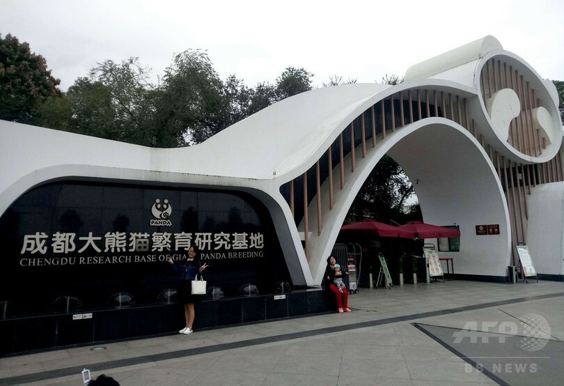 かわいいだけじゃない、研究もリード 成都・ジャイアントパンダ基地探訪