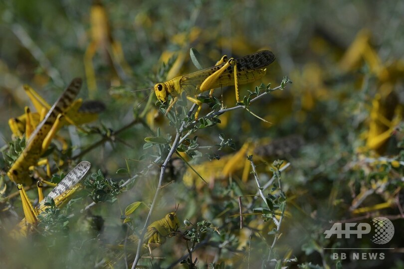 バッタの大群、ウガンダに襲来 FAOは「蝗害」を警告