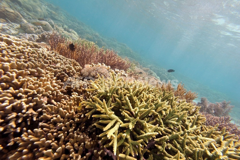 世界のサンゴ礁 2050年までに絶滅の恐れ 写真1枚 国際ニュース Afpbb News