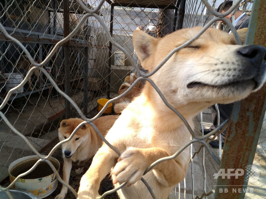 「野良犬の安楽死」は必要? 問われる飼い主の責任 中国・深セン 「野良犬の安楽死」は必要? 問われる飼い主の責任 中国・深セン