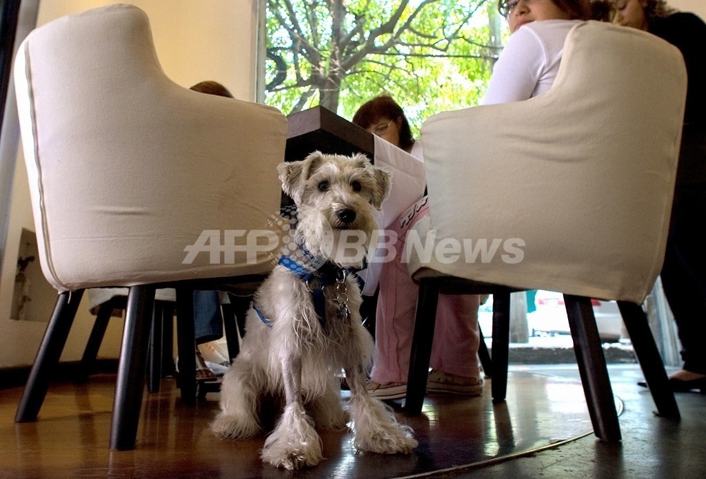犬の社交場「ドギー・ハッピーアワー」で、飼い主も恋人をゲット 犬の社交場「ドギー・ハッピーアワー」で、飼い主も恋人をゲット