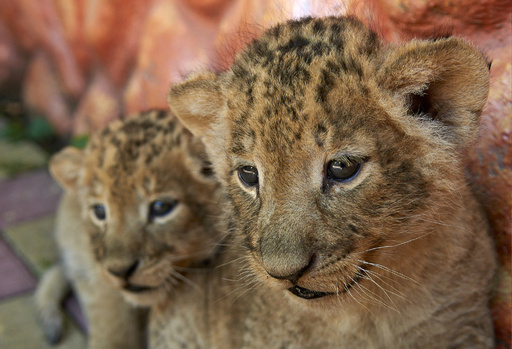 生まれてまだ1か月、ふわふわ赤ちゃんライオンお披露目 写真3枚 国際