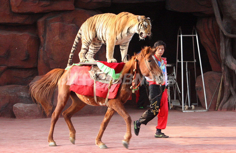 中国 動物園の過酷なショー 愛護団体が非難 写真4枚 国際ニュース Afpbb News