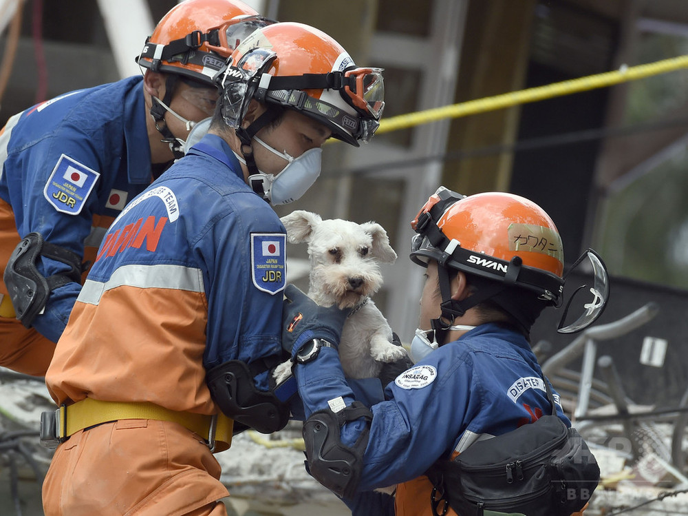 メキシコ地震 日本の救助隊が犬を救出 発生から5日ぶり 写真7枚 国際ニュース Afpbb News