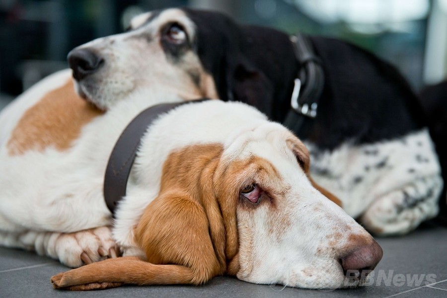 「美犬」が大集合、国際ドッグショーをPR ドイツ