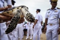 タイのサッタヒープにあるタイ海軍のウミガメ保護センターで、ウミガメを手にした海軍の兵士（2017年7月26日撮影）。(c)AFP/LILLIAN SUWANRUMPHA