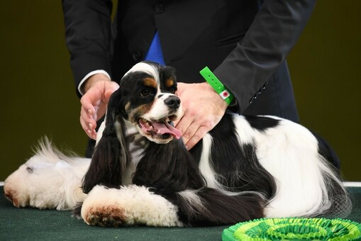 最高賞はアメリカン・コッカー・スパニエル、英ドッグショー「クラフツ