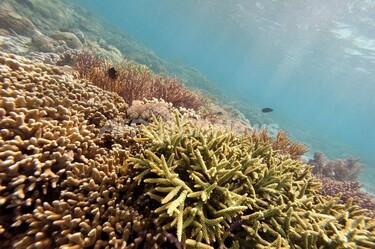 世界のサンゴ礁、2050年までに絶滅の恐れ 写真1枚 国際ニュース：AFPBB