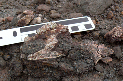 サルとヒトとの進化の分岐、定説より最近か ミシガン大