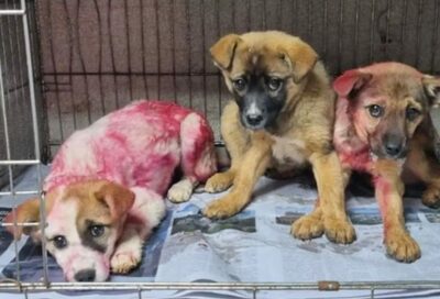 スプレー塗料かけられ捨てられた3匹…韓国ネットユーザー「必ず天罰を」