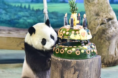 パンダの「圓仔」4歳の誕生日　大陸でボーイフレンド募集？