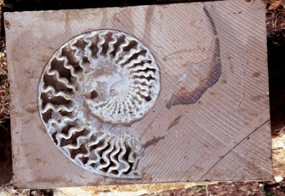 「温暖化が種の絶滅を招く」、英研究チームが報告