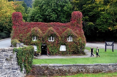 英国にも秋の訪れ、ティールームの植物色づく