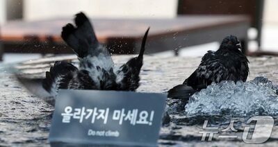 ソウル市、鳩へのエサやり禁止へ…違反者に最大11万円罰金