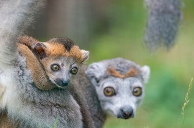 カンムリキツネザルの赤ちゃんがデビュー、リラックスした表情がキュート 仏
