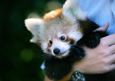 絶滅品種アカパンダ、繁殖プログラムで元気に生育 - オーストラリア