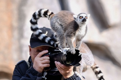 撮れるかな？キツネザルとの闘い 中国