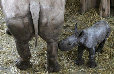 元気に育て、シロサイの赤ちゃん - ドイツ