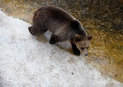 スロバキア、クマ350頭の駆除を許可 保護団体が非難