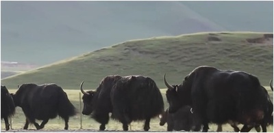 美しい夏の草原、転場に忙しい牧畜民 中国・青海省