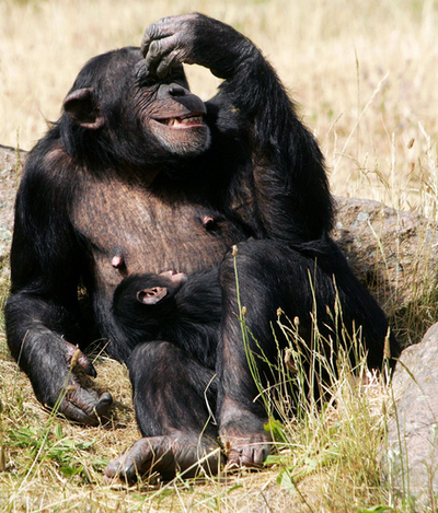 チンパンジーだって子育ては大変!?　独動物公園