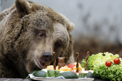 ベルリン市の象徴だったクマが病気で安楽死 - ドイツ