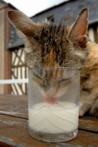 ネコが水飲む上品なしぐさ、慣性と重力を利用 高速度カメラで解明