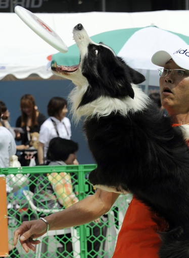 「ドッグフェスタ イン お台場」開催