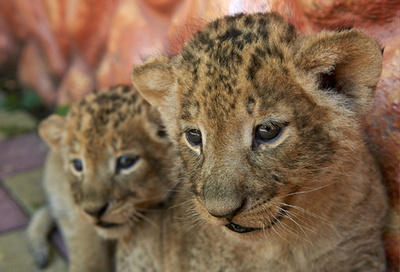 生まれてまだ1か月、ふわふわ赤ちゃんライオンお披露目